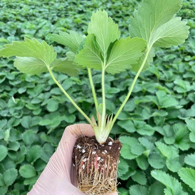 芊雪草莓苗基地直发成活率高级别面议量大咨询