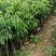 经营各种各样的果苗，有需要联系我
