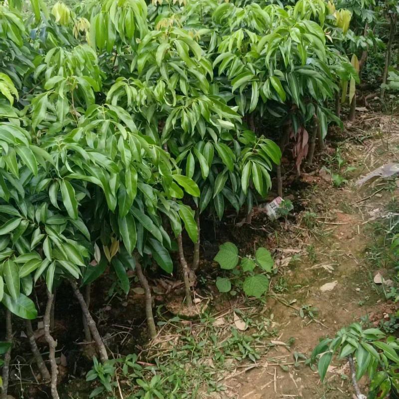 经营各种各样的果苗，有需要联系我