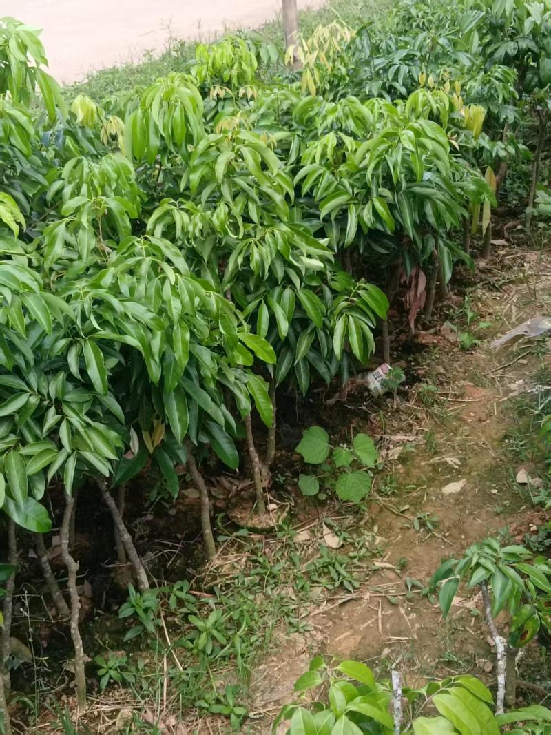 经营各种各样的果苗，有需要联系我