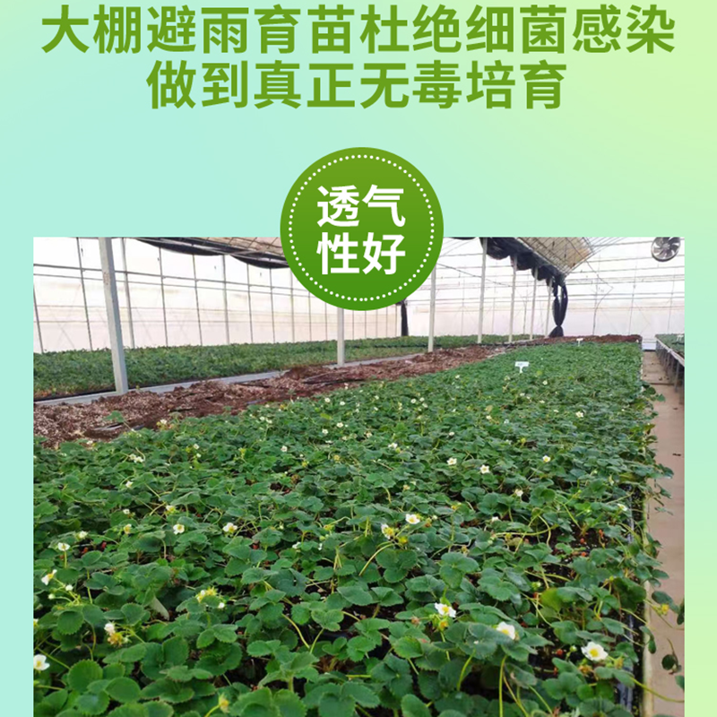 草莓苗梦之莹草莓苗基地直发保质保量根系发达