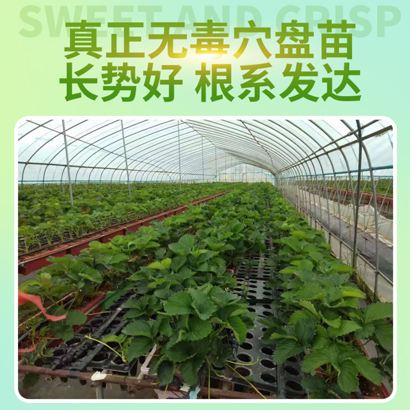 草莓苗梦之莹草莓苗基地直发保质保量根系发达