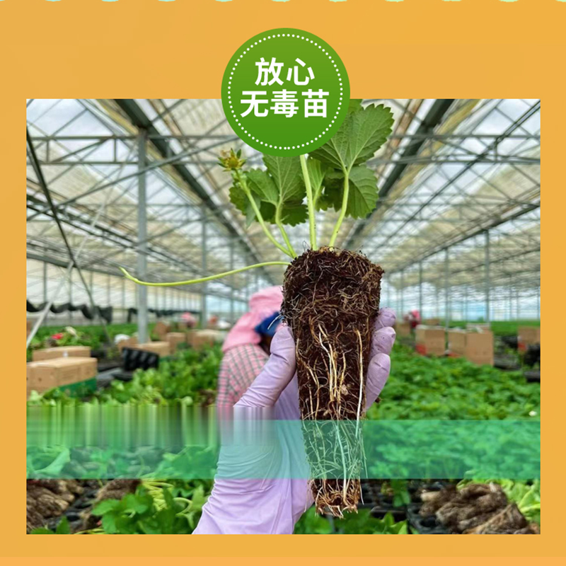 妙香7号草莓苗基地直发量大从优来电咨询量大优惠