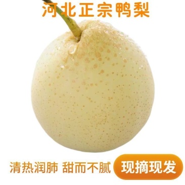 河北赵县水晶梨鸭梨产地发货一手货源批发质量保证价格便宜