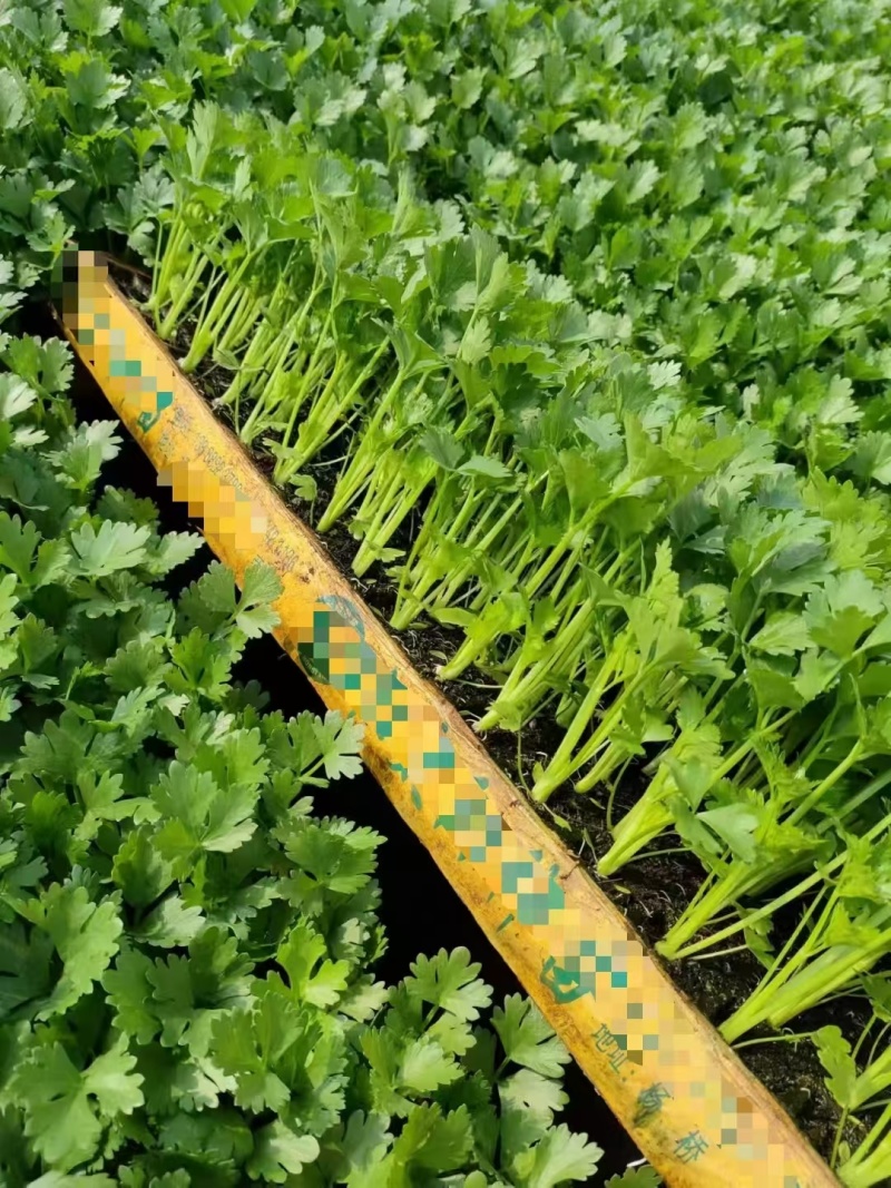 精品芹菜苗，品质保证，坏苗补发