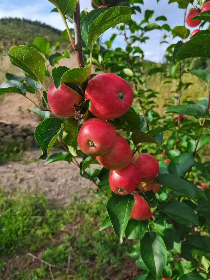 塞外香果123自然上色无雹伤