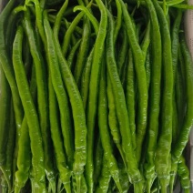 云南二荆条，线椒，螺丝椒，场地直发