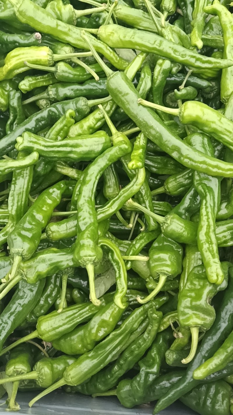 鲜辣椒