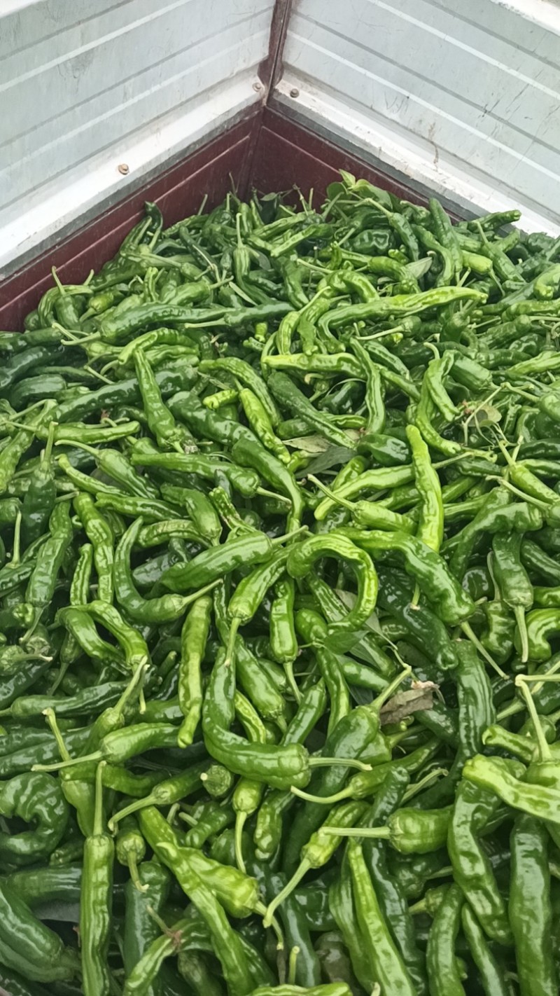 鲜辣椒