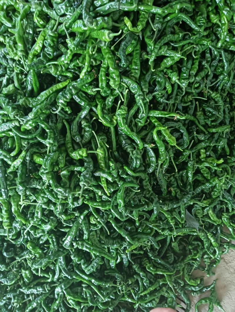 鲜辣椒