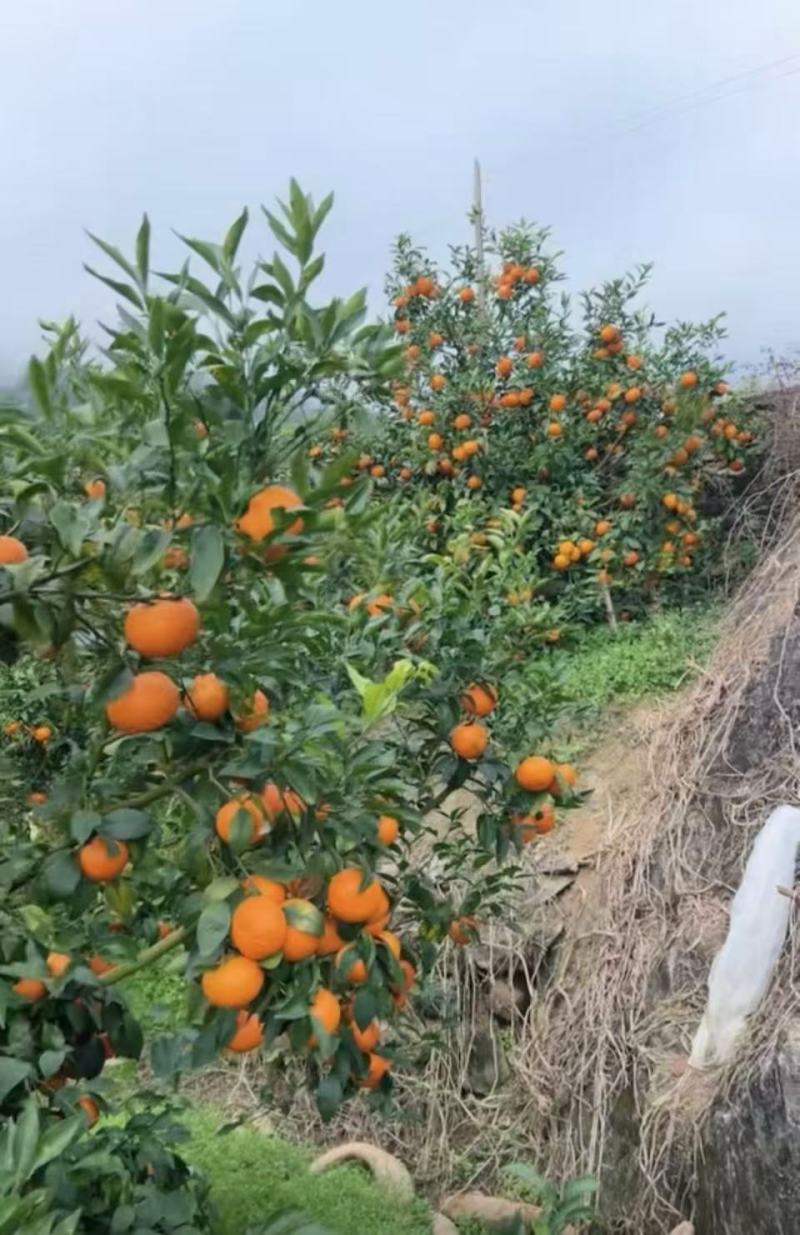 云南玉溪沃柑，云南沃柑，产地直供大量有货，对接超市电商