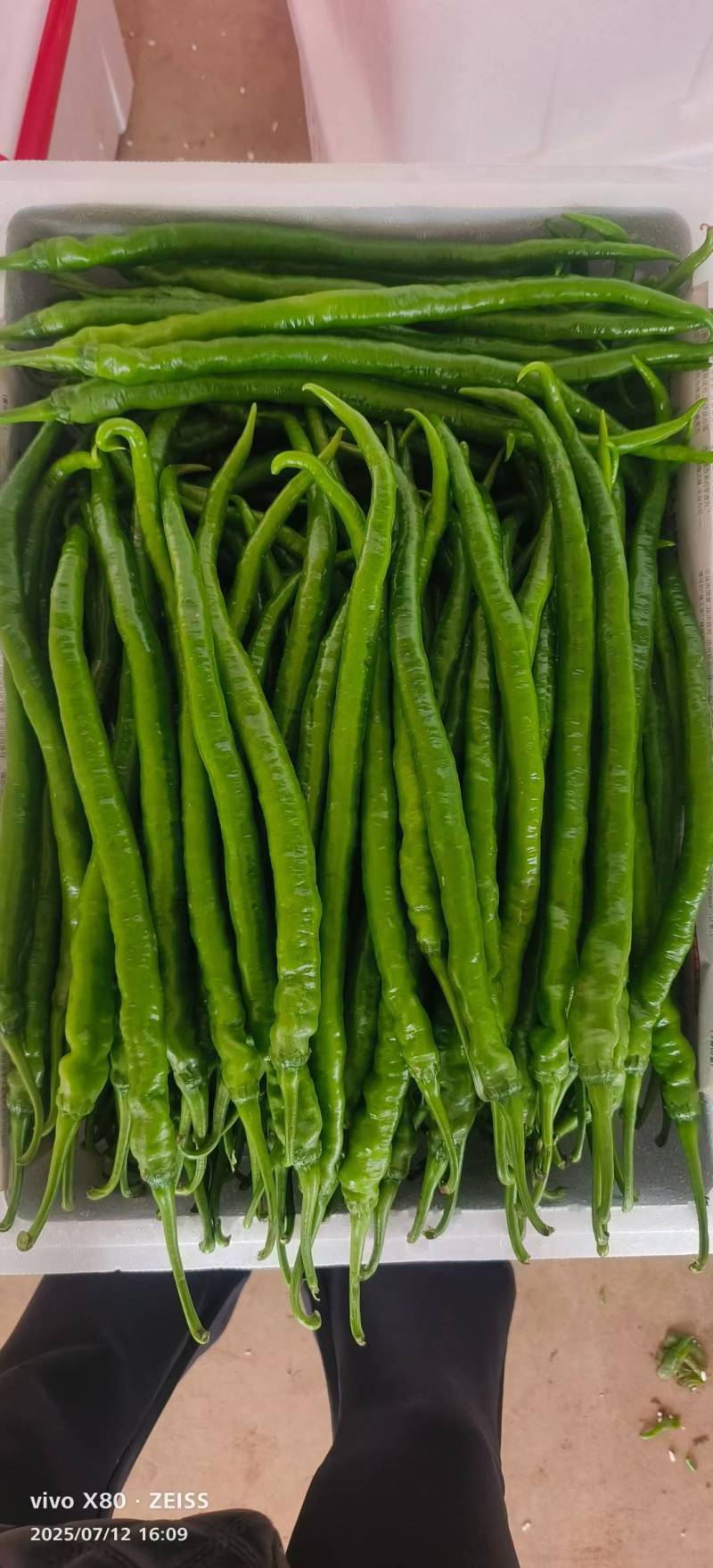 云南二荆条，线椒，螺丝椒，场地直发