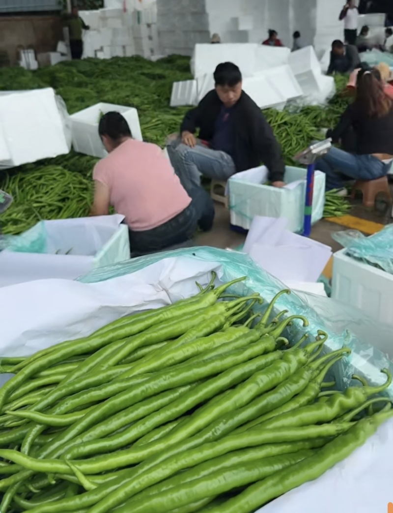 云南二荆条，线椒，螺丝椒，场地直发