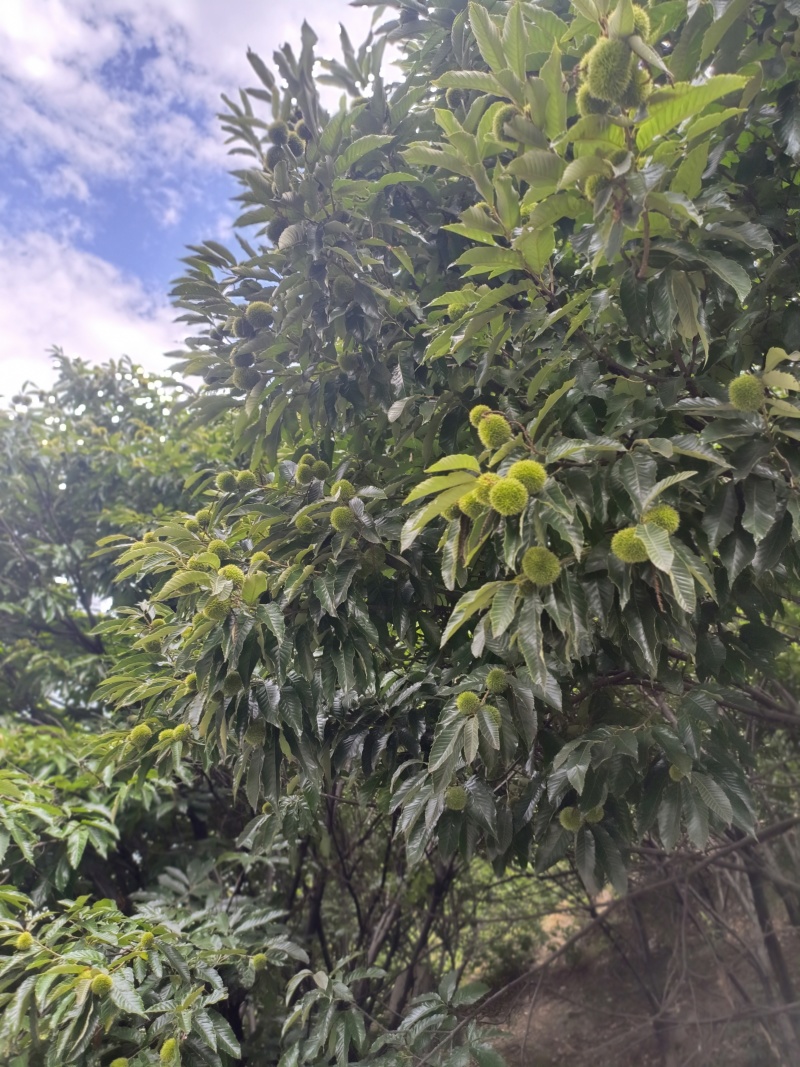 四川高山新鲜优质板栗供应加工