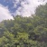 四川高山新鲜优质板栗供应加工