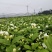 茉莉花