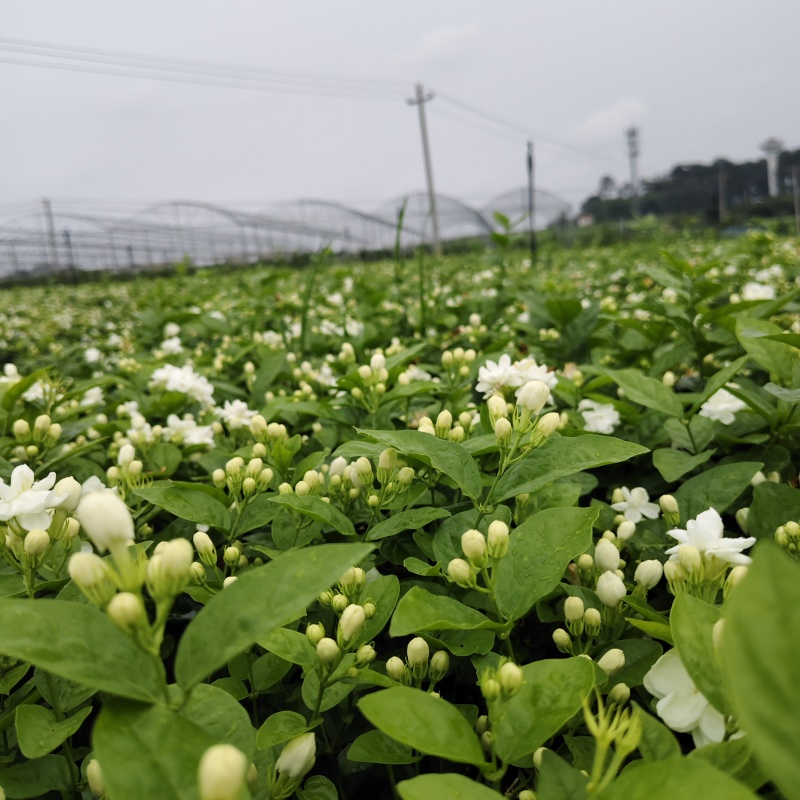 茉莉花