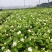茉莉花
