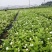 茉莉花