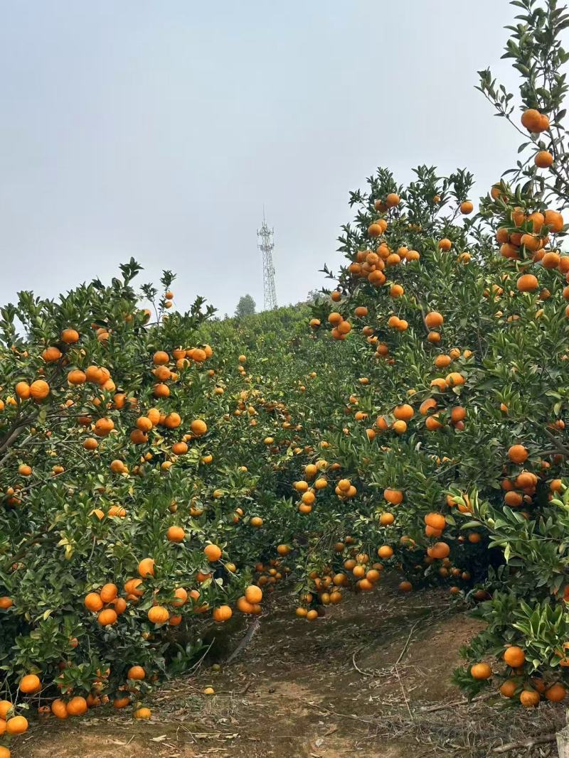 云南玉溪茂谷柑云南茂谷柑产地直供品质保证，对接批发市场