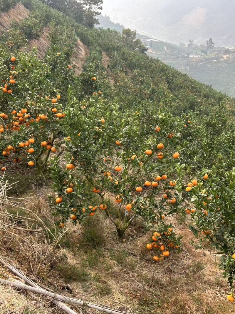云南玉溪茂谷柑云南茂谷柑产地直供品质保证，对接批发市场