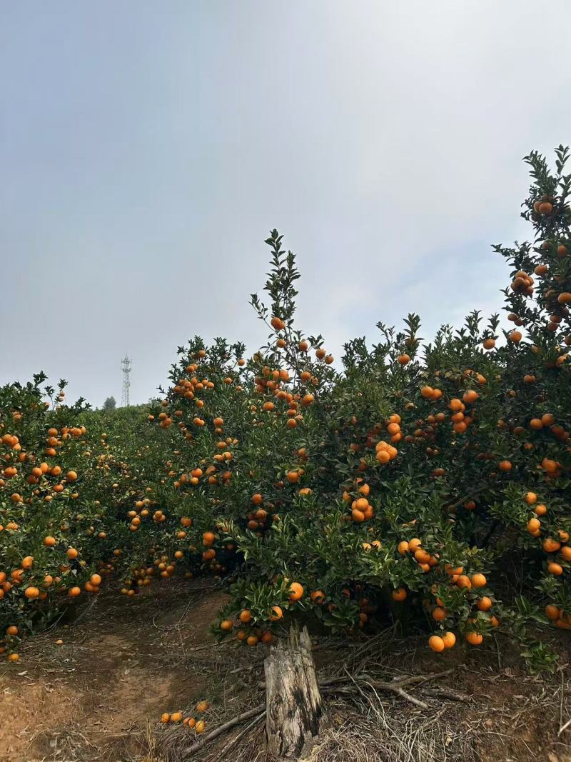 云南玉溪茂谷柑云南茂谷柑产地直供品质保证，对接批发市场