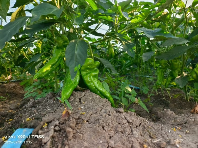 辣椒301青皮泡椒品类齐全河南产地直销量大从优可对接