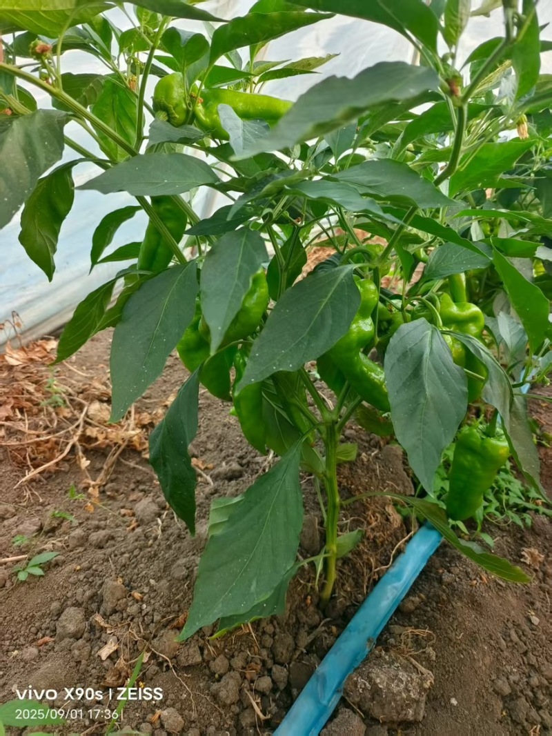 辣椒301青皮泡椒品类齐全河南产地直销量大从优可对接