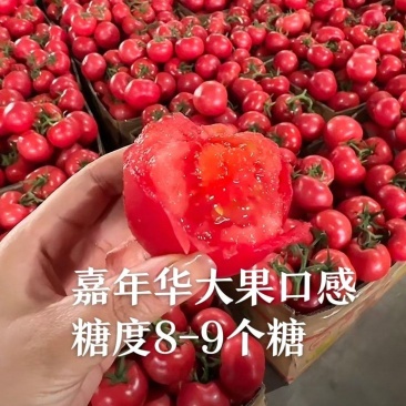嘉年华糖度9个糖高产高口感耐裂产量高抗病毒抗死棵