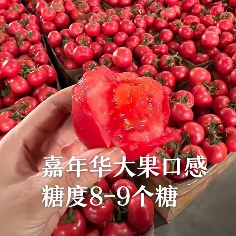 嘉年华糖度9个糖高产高口感耐裂产量高抗病毒抗死棵