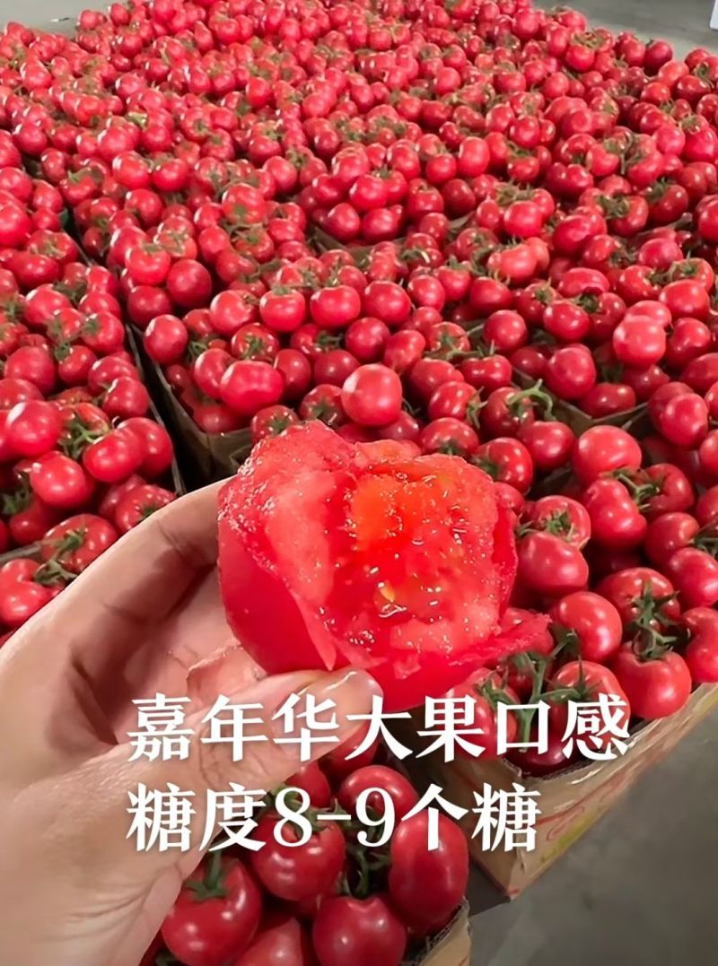 嘉年华糖度9个糖高产高口感耐裂产量高抗病毒抗死棵