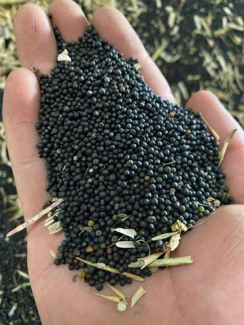 安徽菜籽油纯物理压榨香味浓郁品质优可对接商超食堂欢