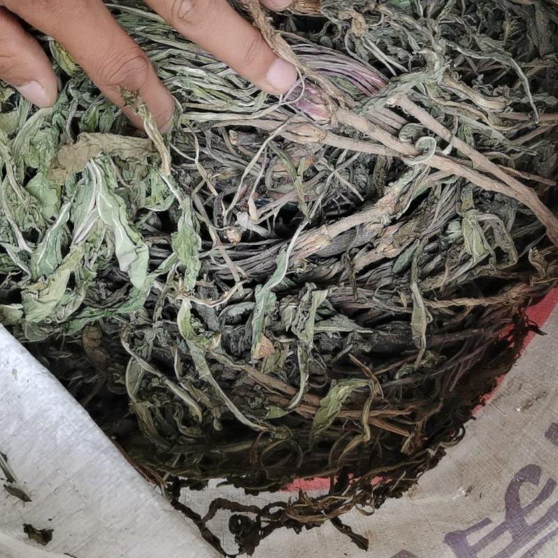 野生蒲公英纯根
