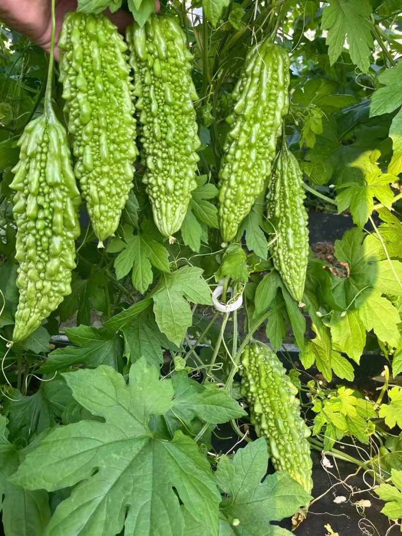 强雌苦瓜苗品种好产量高抗病好常年有苗子有种子苗厂直发