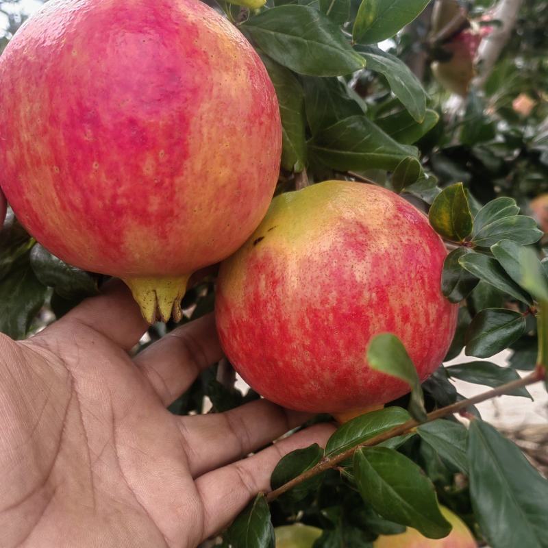 精品突尼斯软子石榴货源充足量大从优质量保证欢迎咨询