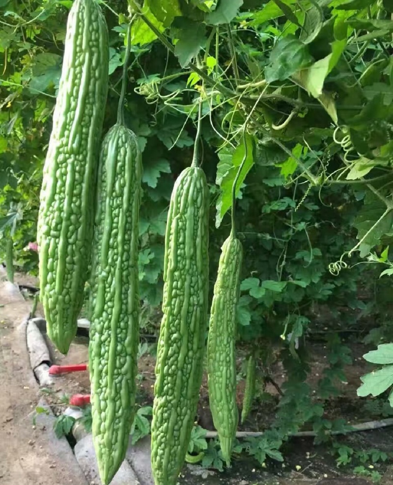 强雌苦瓜苗品种好产量高抗病好常年有苗子有种子苗厂直发