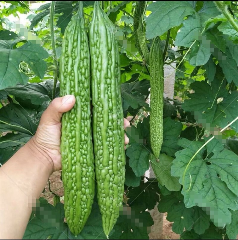 强雌苦瓜苗品种好产量高抗病好常年有苗子有种子苗厂直发