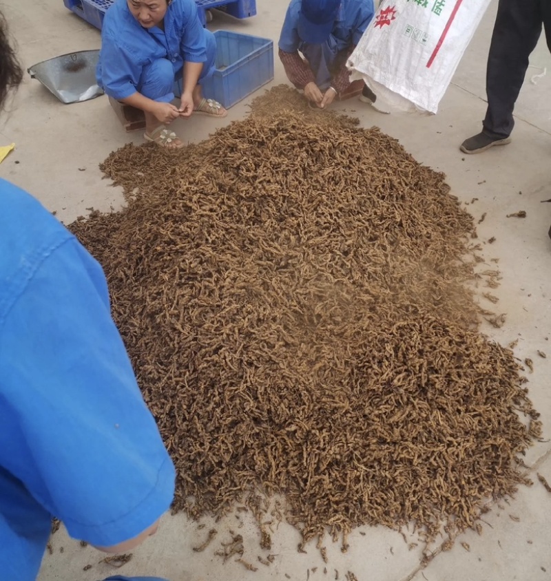石柱黄莲味莲，一手货源，全国供应，量大从优，诚信经营