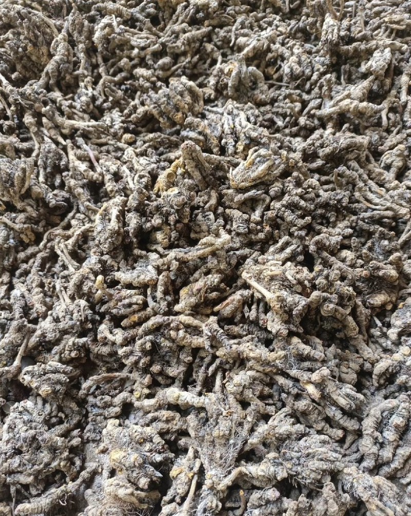 石柱黄莲味莲，一手货源，全国供应，量大从优，诚信经营