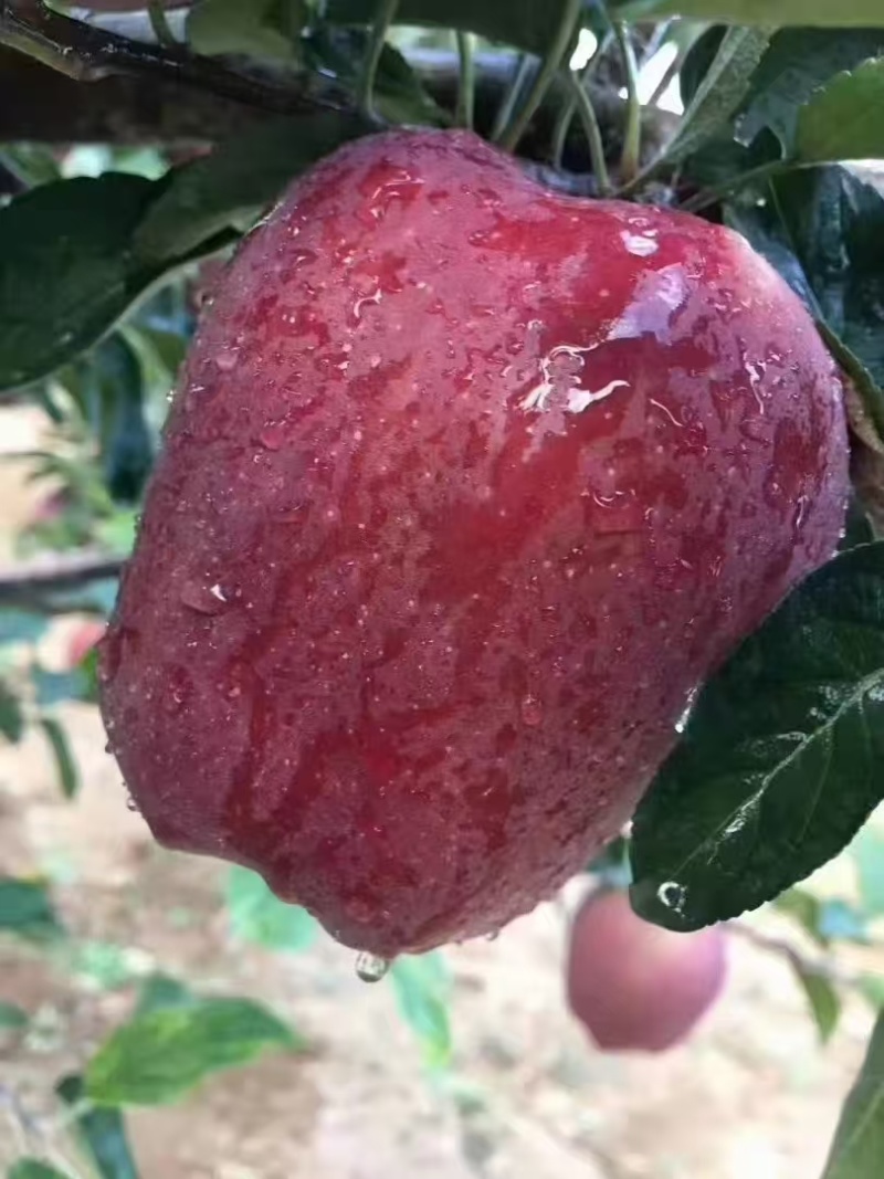 甘肃天水花牛苹果，产地直发量大优惠对接市场电商平台