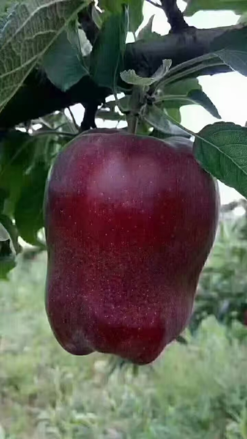甘肃天水花牛苹果，产地直发量大优惠对接市场电商平台