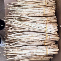 北沙参大量产新，要货的提前预约订单