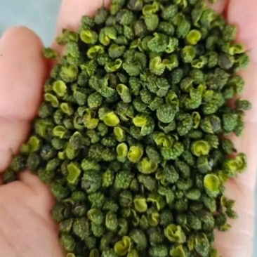 花椒\青花椒\四川凉山盐源县大凉山青花椒又香又麻货量充足