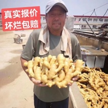供应-(沙土/水洗/烘干姜)电商/出口/市场/食品加工厂