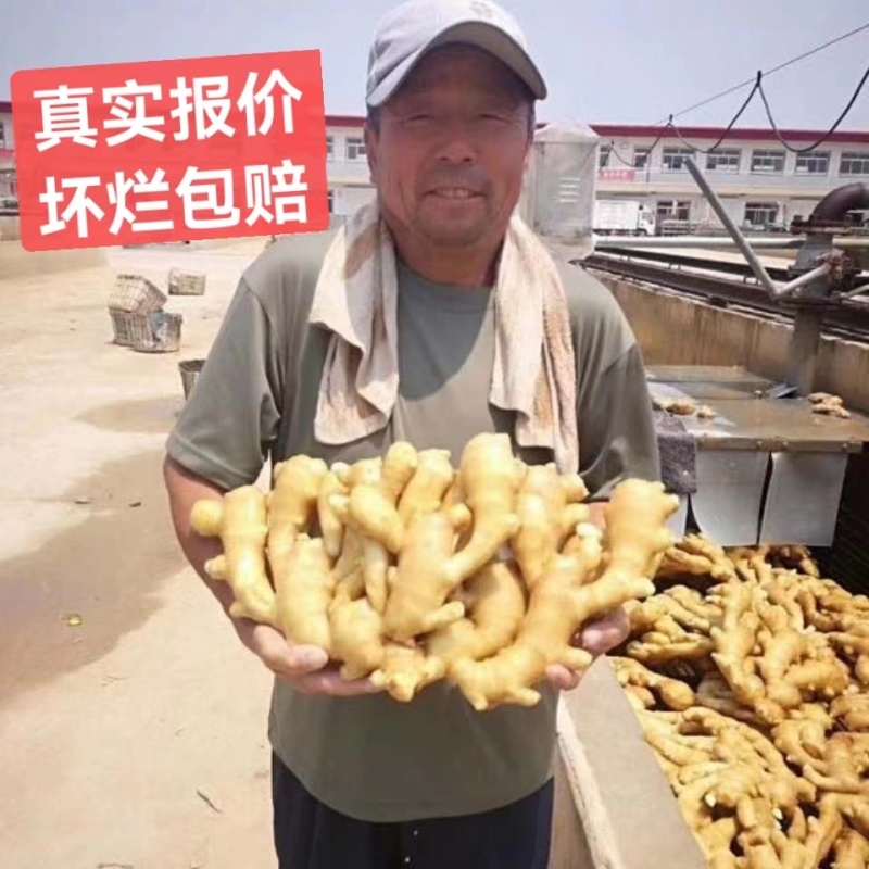 供应-(沙土/水洗/烘干姜)电商/出口/市场/食品加工厂