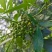 花椒\青花椒\四川凉山盐源县大凉山青花椒又香又麻货量充足
