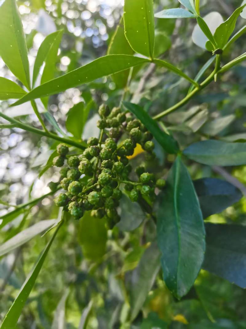 花椒\青花椒\四川凉山盐源县大凉山青花椒又香又麻货量充足
