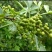 花椒\青花椒\四川凉山盐源县大凉山青花椒又香又麻货量充足