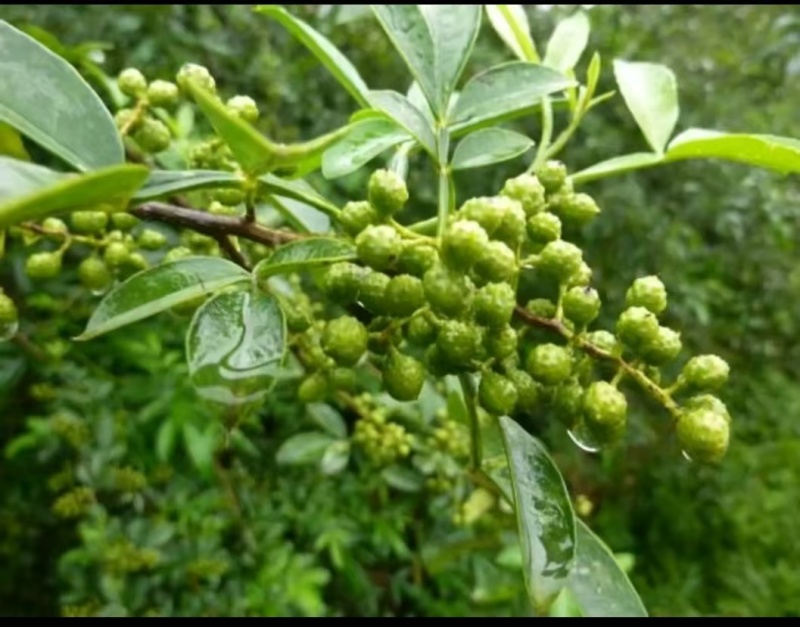 花椒\青花椒\四川凉山盐源县大凉山青花椒又香又麻货量充足