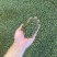 花椒\青花椒\四川凉山盐源县大凉山青花椒又香又麻货量充足